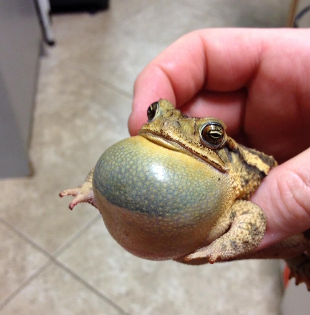 Help! I stepped on a frog